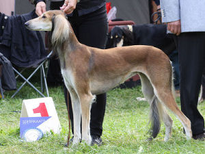 Hani, BOS, sert + Fi & Dk Mva